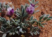 Astragalus a